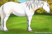 Horse Color:Perlino Splash Tobiano 