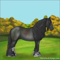 Horse Color:Black Sabino 
