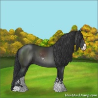 Horse Color:Black Sabino