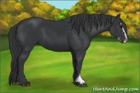 Horse Color:Black Sabino