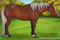 Horse Color:Silver Bay Rabicano