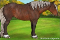 Horse Color:Silver Brown Rabicano 