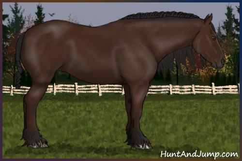 Horse Color:Gray Bay 