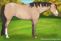 Horse Color:Amber Champagne Roan 