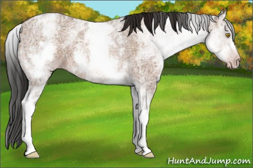 Horse Color:Gray White Spotted Amber Champagne Ice Roan 