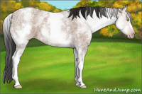 Horse Color:Gray White Spotted Amber Champagne Ice Roan 