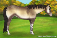 Horse Color:Gray Classic Champagne Onyx Appaloosa 