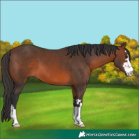 Horse Color:Brown 