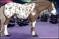 Horse Color:Silver Black Sabino Splash Appaloosa 