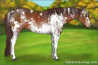 Horse Color:White Spotted Chocolate Brown 