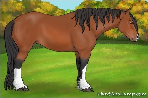 Horse Color:Brown 