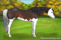 Horse Color:Brown Splash
