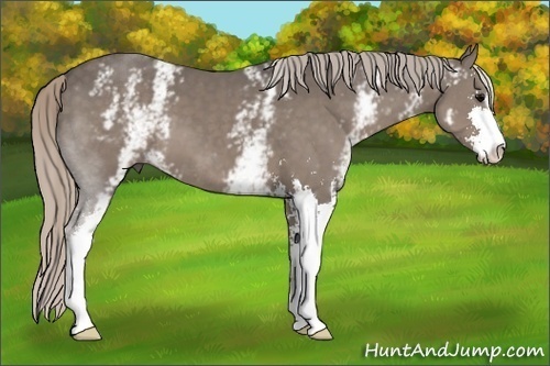 Horse Color:White Spotted Silver Black Sabino 