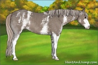 Horse Color:White Spotted Silver Black Sabino 