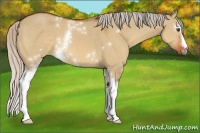 Horse Color:White Spotted Silver Bay Dun Sabino 