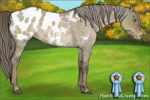 Horse Color:Chocolate Palomino Roan Dun Blanket Rabicano Brindle 