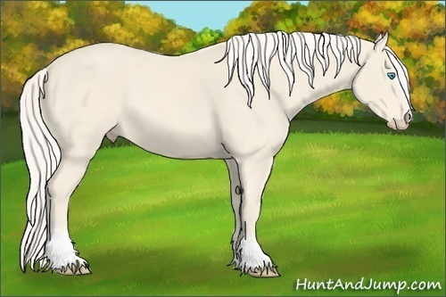 Horse Color:White Spotted Cremello 