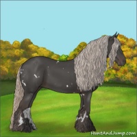 Horse Color:White Spotted Silver Black Rabicano 