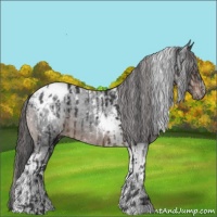 Horse Color:White Spotted Brown Appaloosa and Brown Tobiano Appaloosa