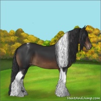 Horse Color:Brown Tobiano Appaloosa 