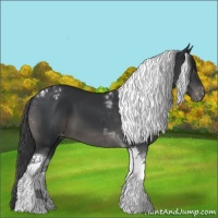 Horse Color:Black Tobiano Appaloosa 