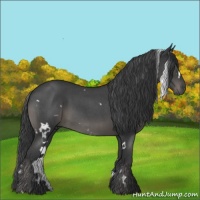 Horse Color:White Spotted Blue Roan 