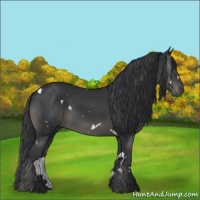 Horse Color:White Spotted Black 