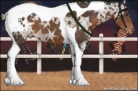 Horse Color:Liver Chestnut Ice Tobiano Appaloosa