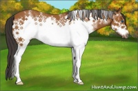 Horse Color:White Spotted Bay Splash Frame