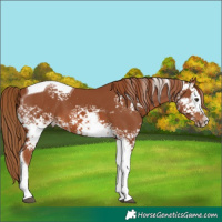 Horse Color:White Spotted Chestnut Tobiano 