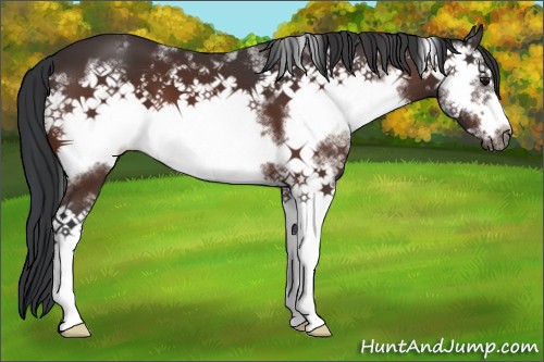 Horse Color:White Spotted Brown Frame