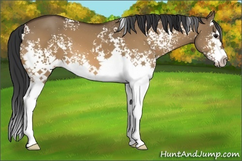 Horse Color:White Spotted Brown Dun Sabino Splash 