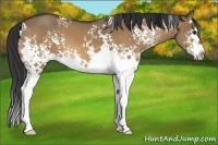 Horse Color:White Spotted Brown Dun Sabino Splash 