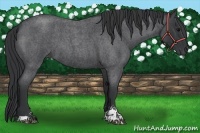 Horse Color:Blue Roan Sabino 