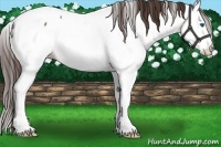 Horse Color:Liver Red Roan Splash Appaloosa 