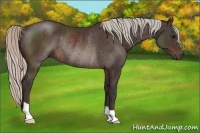 Horse Color:Silver Brown Rabicano 