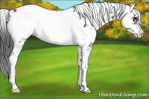 Horse Color:Brown Sabino Near Leopard Rabicano 