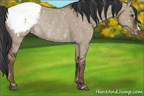 Horse Color:Liver Red Dun Snowcap Rabicano 