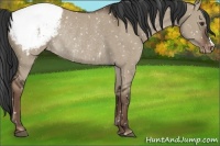 Horse Color:Liver Red Dun Appaloosa Rabicano 