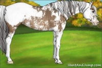 Horse Color:Brown Dun Sabino Appaloosa Rabicano 