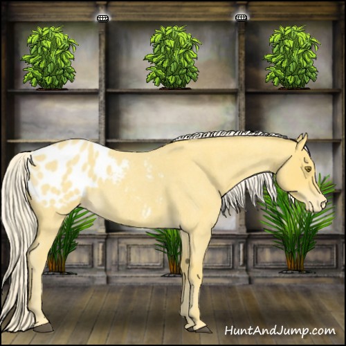 Horse Color:Palomino Roan Blanket 