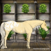 Horse Color:Palomino Roan Blanket 