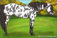 Horse Color:Smoky Blue Roan Near Leopard