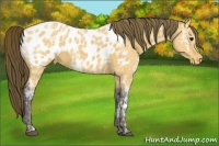 Horse Color:Buckskin Ice Appaloosa 