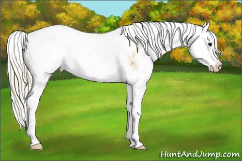 Horse Color:Silver Buckskin Ice Sabino Splash