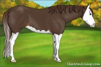 Horse Color:Liver Chestnut Splash 