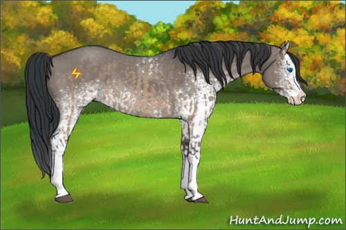 Horse Color:Brown Roan Dun Splash  and White Spotted Grullo Splash 