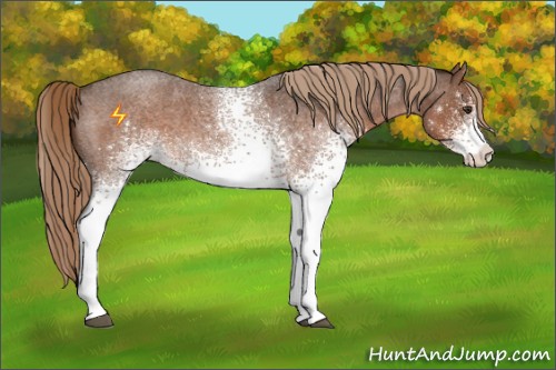 Horse Color:White Spotted Liver Red Roan