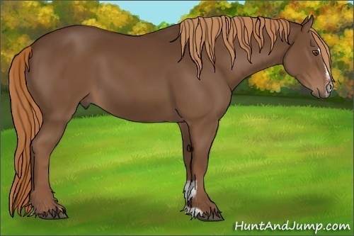 Horse Color:Liver Chestnut Sabino 