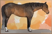 Horse Color:Buckskin
